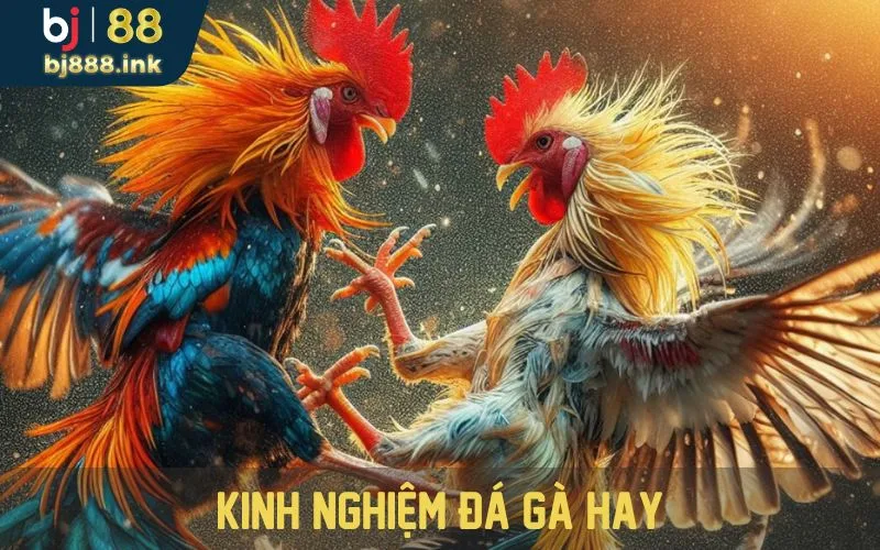 Kinh nghiệm đá gà hay