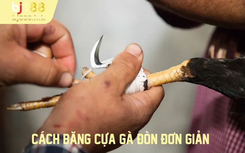 Cách băng cựa gà đòn đơn giản