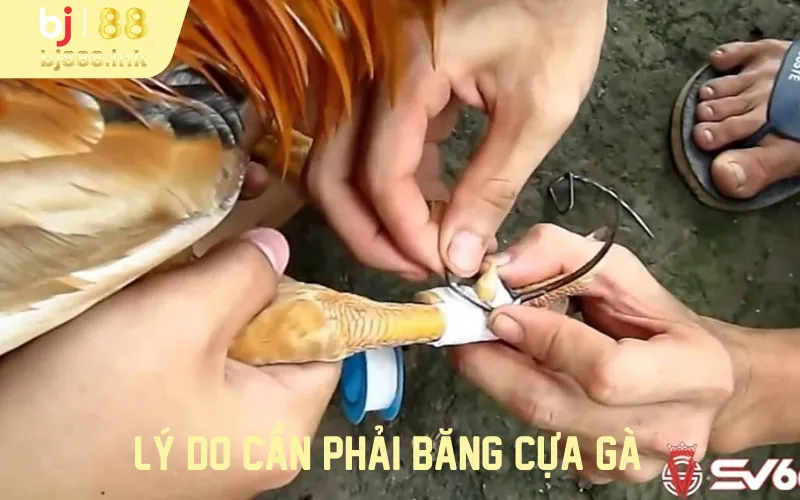 Lý do cần phải băng cựa gà 