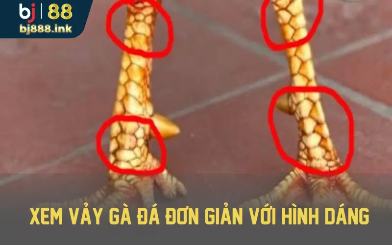 Xem vảy gà chiến hiệu quả thông qua hình dạng