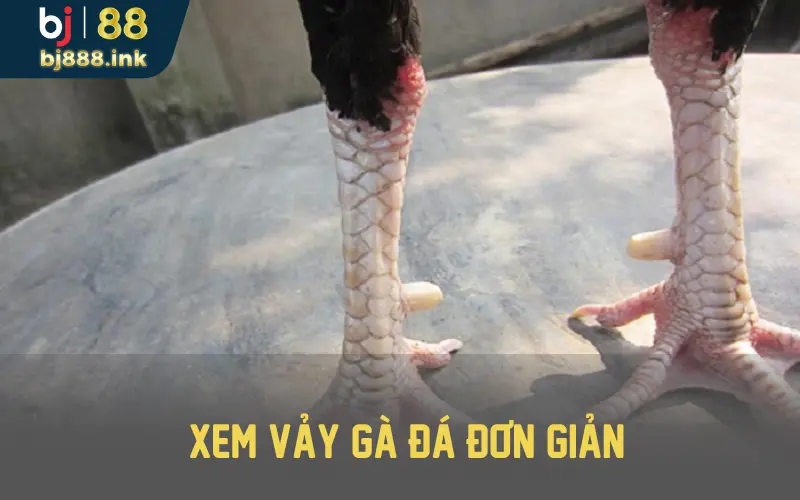 Xem vảy hiệu quả của gà chiến thông qua hướng vảy mọc