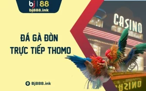 Đá Gà Đòn Trực Tiếp Thomo - Chuyên Mục Hot Nhất BJ88 2024