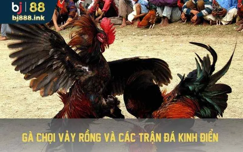 Gà chọi vảy rồng và các trận đá kinh điển 