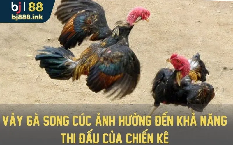 Gà có vảy song cúc có ảnh hưởng đến sức thi đấu