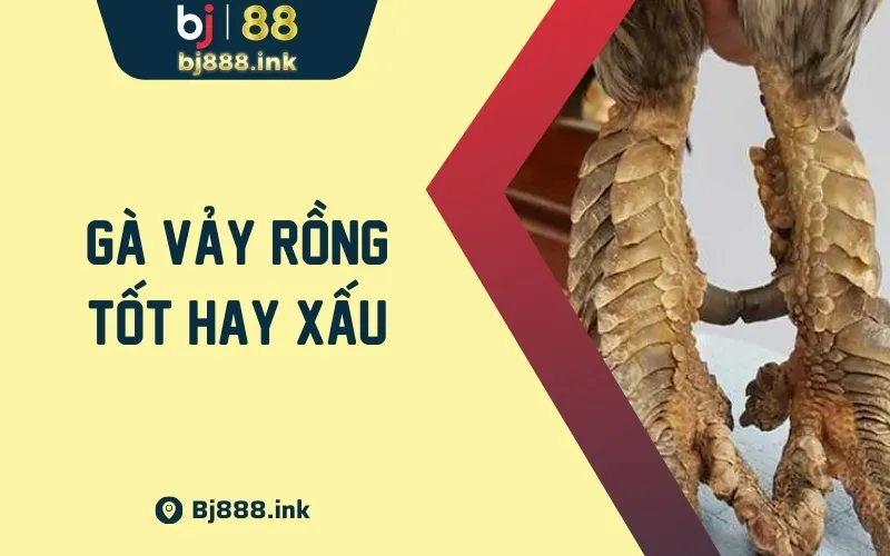 Gà Vảy Rồng Tốt Hay Xấu Có Hay Không Nên Nuôi Chiến Kê Này