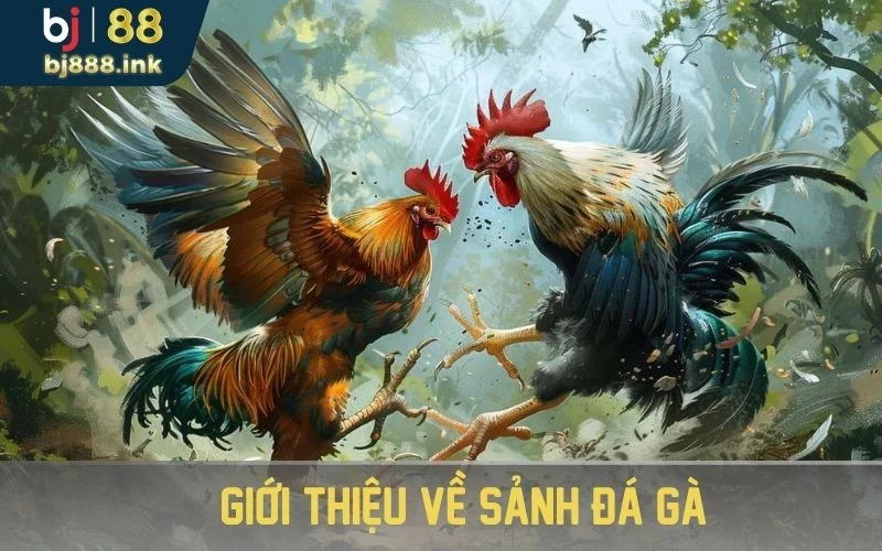 Giới thiệu về sảnh đá gà 