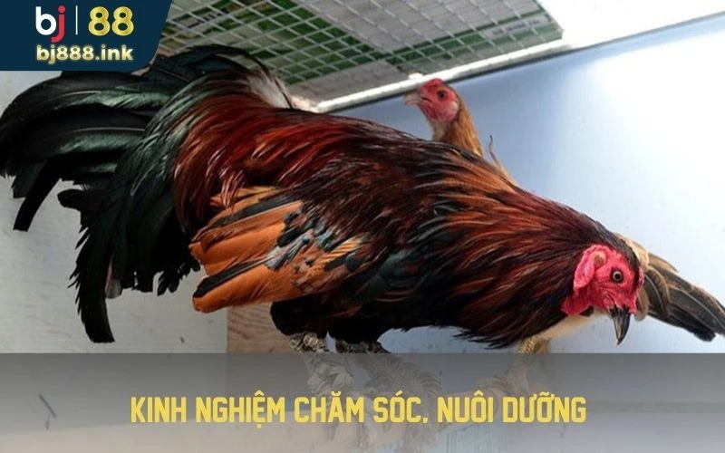 Kinh nghiệm chăm sóc, nuôi dưỡng 