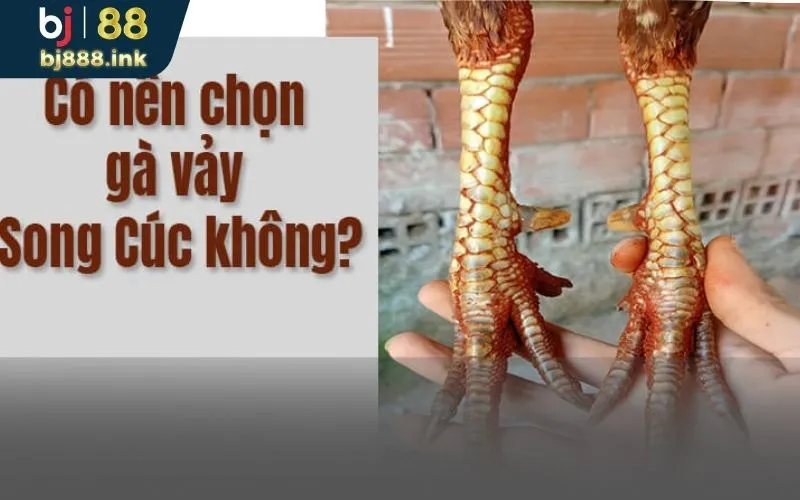 Nên chọn vảy gà song cúc khi chúng được nuôi dưỡng kỹ lưỡng