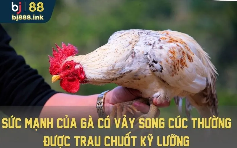 Sức mạnh của gà có vảy song cúc