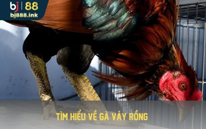 Tìm hiểu về gà vảy rồng 