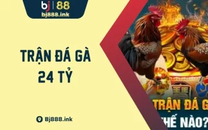 Trận Đá Gà 24 Tỷ - Trận Chọi Gà Lập Kỷ Lục Việt Nam