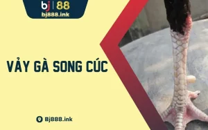 Chi Tiết Về Vảy Gà Song Cúc Trong Đá Gà Dành Cho Sư Kê