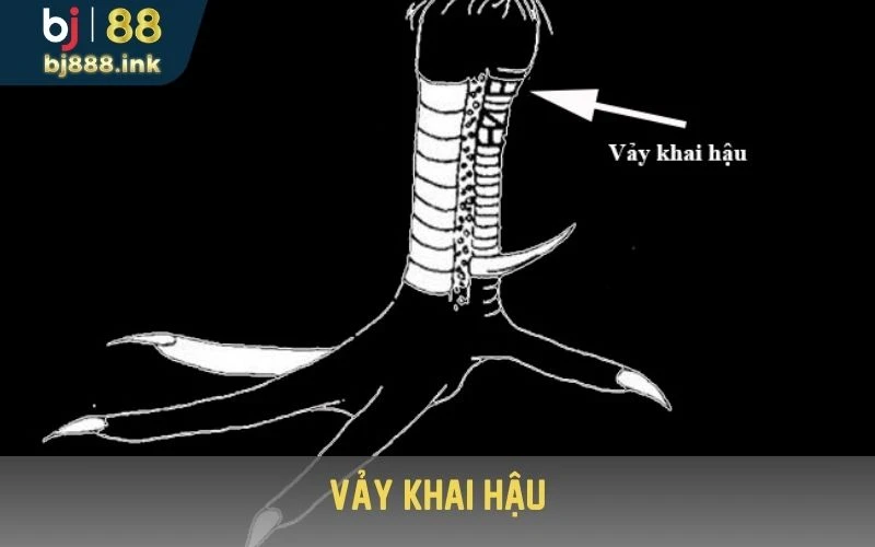 23 vảy gà xấu - vảy khai hậu 