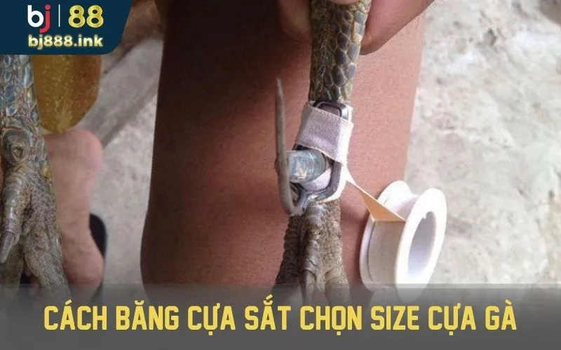 Cách băng cựa sắt - Quy trình mài cựa sau khi thi đấu.