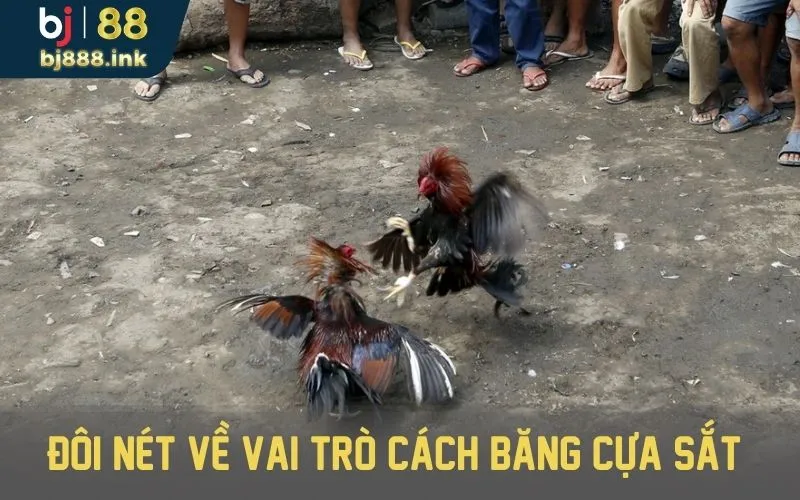 Đôi nét về vai trò cách băng cựa sắt cho các chiến kê.