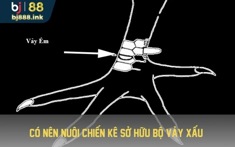 Có nên nuôi chiến kê sở hữu bộ vảy xấu?