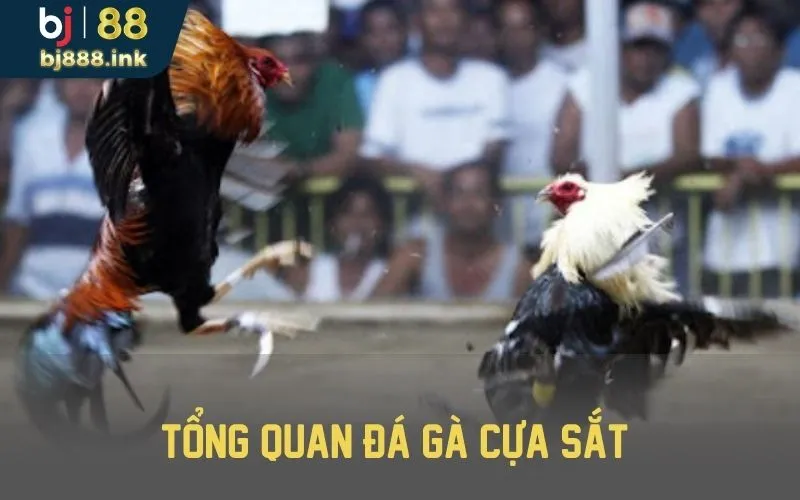 Đá gà cựa sắt ngày càng được chuyên môn hóa hơn