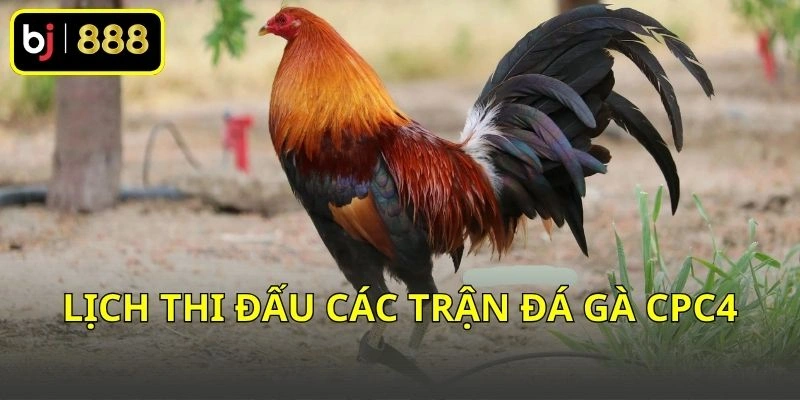 Lịch thi đấu các trận đá gà CPC4 