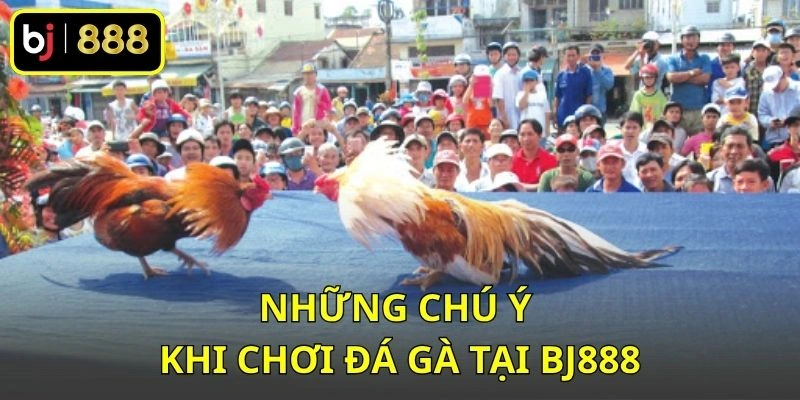 Những chú ý khi chơi đá gà tại BJ888