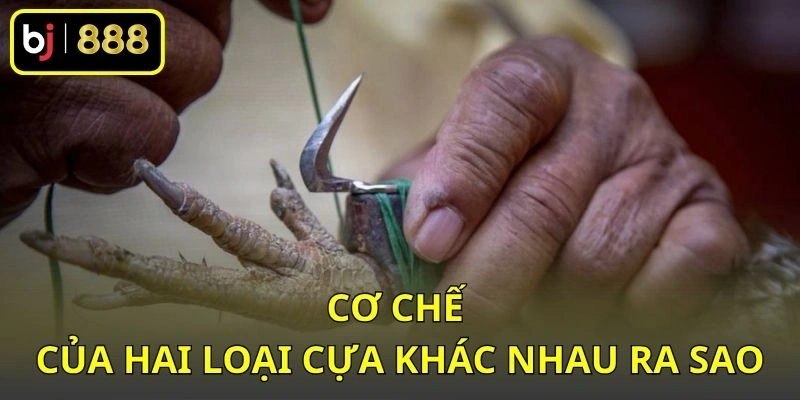 Cơ chế của hai loại cựa khác nhau ra sao