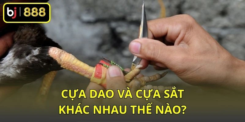 Cựa dao và cựa sắt khác nhau thế nào