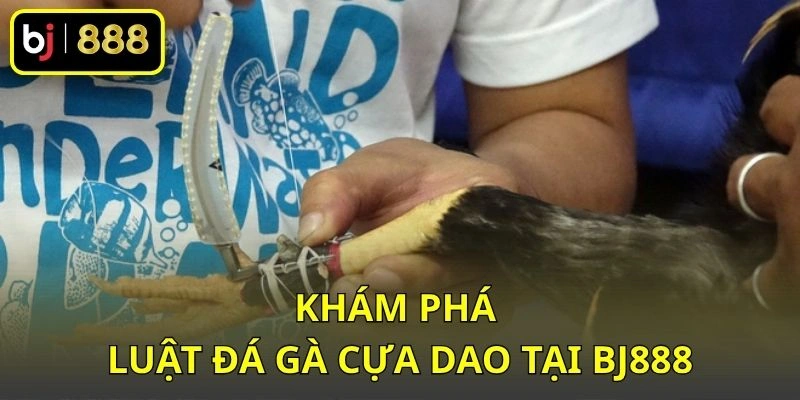 Khám phá luật đá gà cựa dao tại BJ888