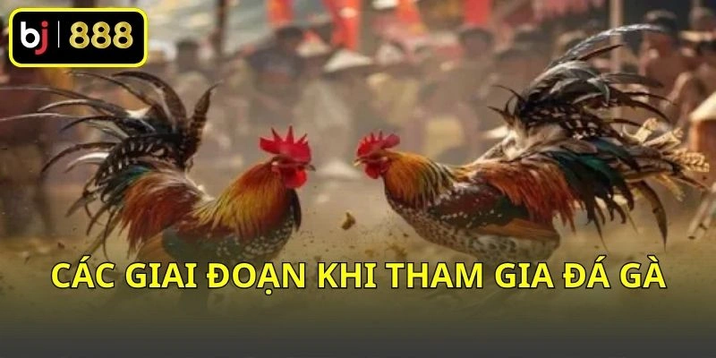 Các giai đoạn khi tham gia đá gà