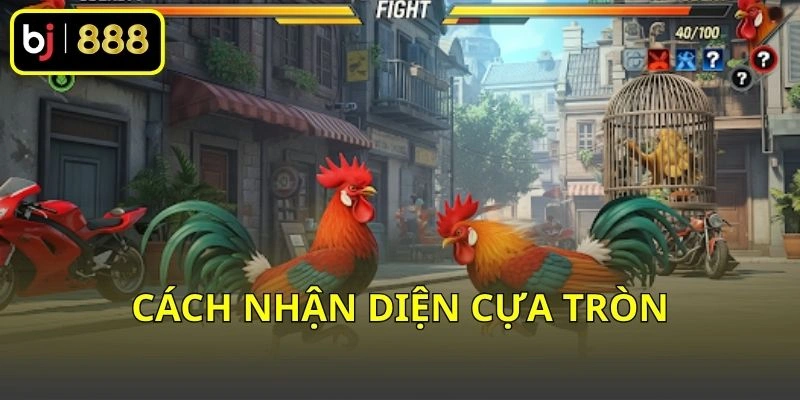 Cách nhận diện cựa tròn
