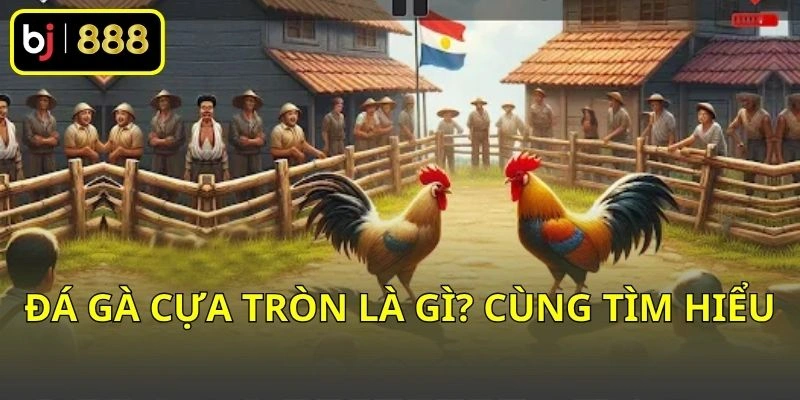 Đá gà cựa tròn là gì? Cùng tìm hiểu
