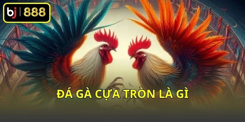 Đá gà cựa tròn là gì