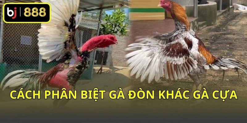 Cách phân biệt gà đòn khác gà cựa