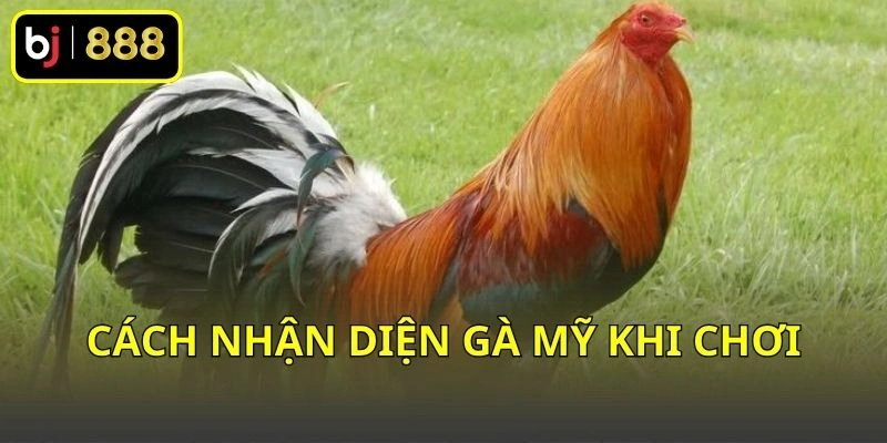Cách nhận diện gà Mỹ khi chơi