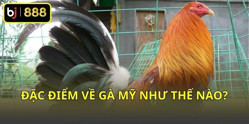 Đặc điểm về gà Mỹ như thế nào?