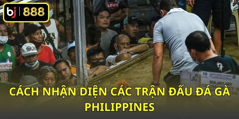 Cách nhận diện các trận đấu đá gà Philippines