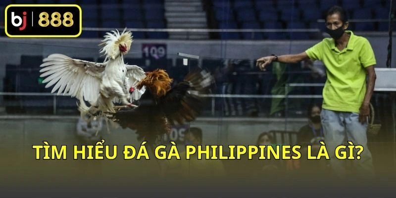 Tìm hiểu đá gà Philippines là gì?