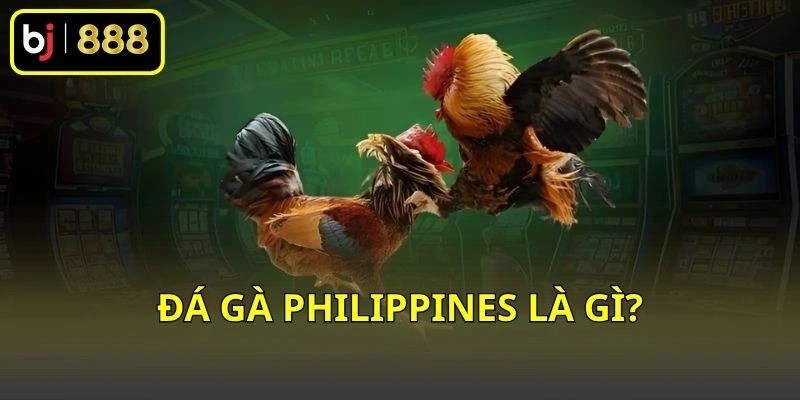 Đá gà Philippines là gì