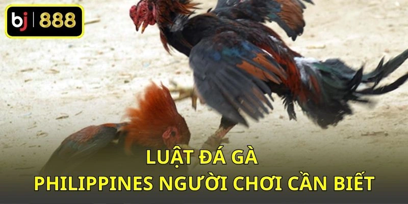 Luật đá gà Philippines người chơi cần biết