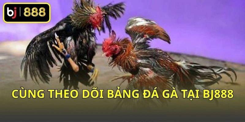 Cùng theo dõi bảng đá gà tại BJ888