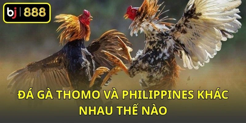 Đá gà Thomo và Philippines khác nhau thế nào