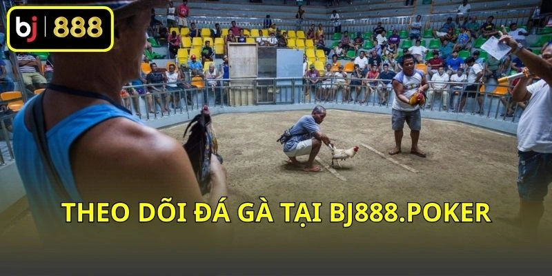Theo dõi đá gà tại BJ888.POKER