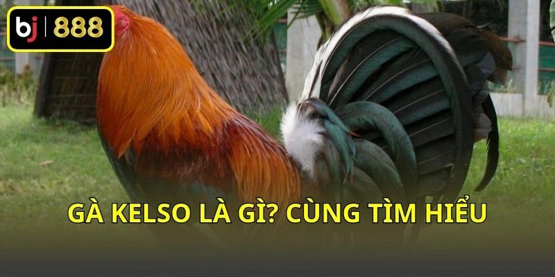 Gà Kelso là gì? Cùng tìm hiểu