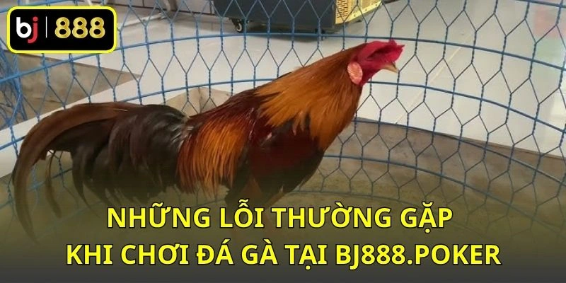 Những lỗi thường gặp khi chơi đá gà tại BJ888.POKER