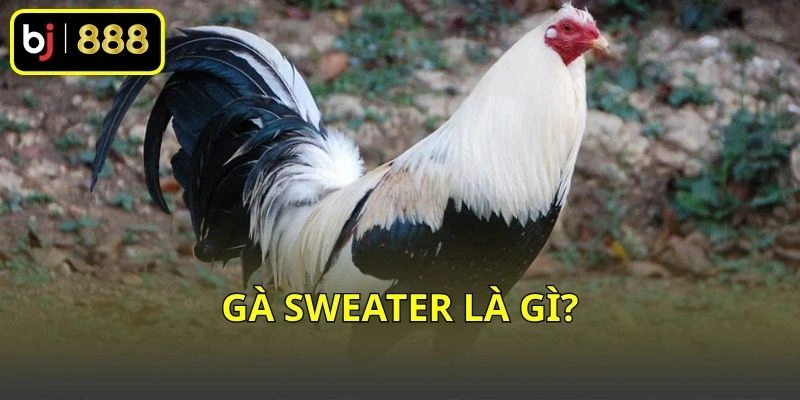 Gà Sweater là gì