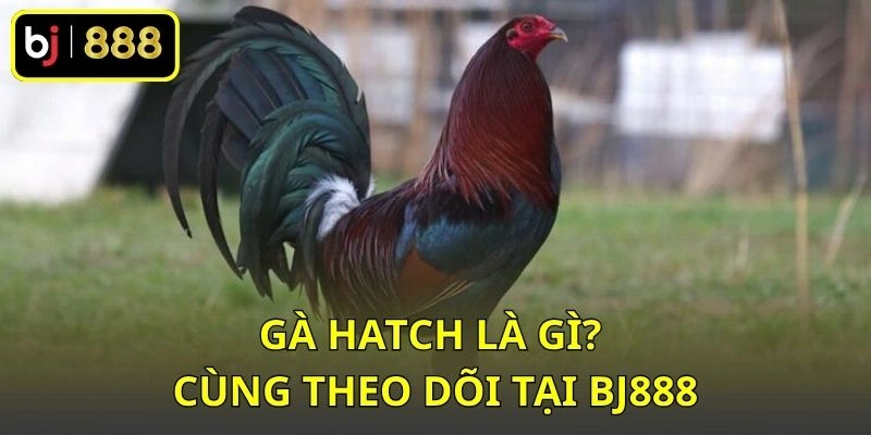 Gà Hatch là gì? Cùng theo dõi tại BJ888