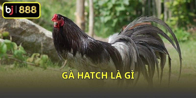 Gà Hatch là gì