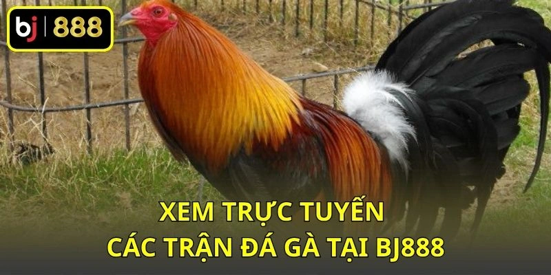 Xem trực tuyến các trận đá gà tại BJ888