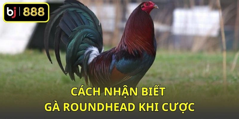 Gà Roundhead Là Gì? Hiểu Rõ Dòng Gà Mỹ Và Đặc Điểm Nhận Diện 3 Cách nhận biết gà Roundhead khi cược