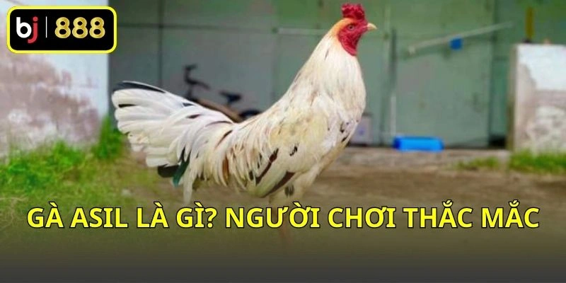 Gà Asil là gì? Người chơi thắc mắc