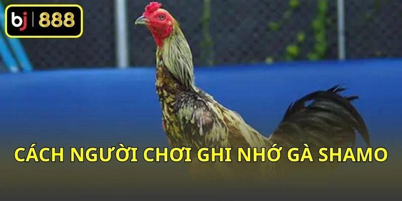 Gà Shamo Là Gì? Khám Phá Giống Gà Nhật Có Dáng Đứng Độc Đáo! 2 Cách người chơi ghi nhớ gà Shamo