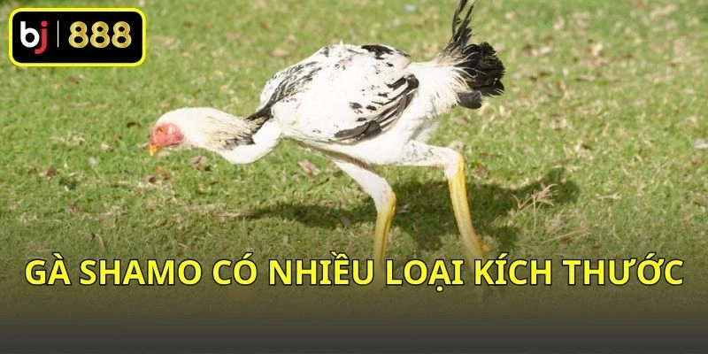 Gà Shamo Là Gì? Khám Phá Giống Gà Nhật Có Dáng Đứng Độc Đáo! 3 Gà Shamo có nhiều loại kích thước